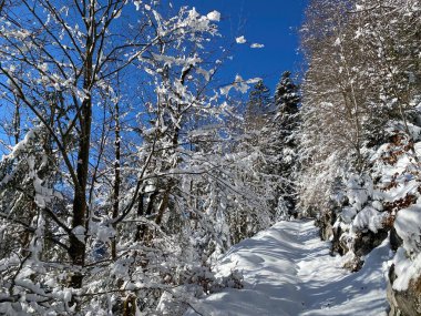Alp ormanları tipik bir kış ortamı ve Alpstein dağları ve İsviçre Alpleri 'nde derin taze kar örtüsü altında yer alır - Alt St. Johann, İsviçre (Schweiz)