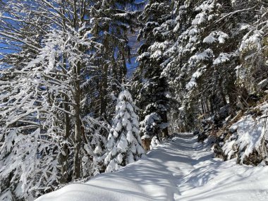 Alp ormanları tipik bir kış ortamı ve Alpstein dağları ve İsviçre Alpleri 'nde derin taze kar örtüsü altında yer alır - Alt St. Johann, İsviçre (Schweiz)