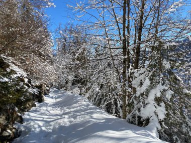 Alp ormanları tipik bir kış ortamı ve Alpstein dağları ve İsviçre Alpleri 'nde derin taze kar örtüsü altında yer alır - Alt St. Johann, İsviçre (Schweiz)