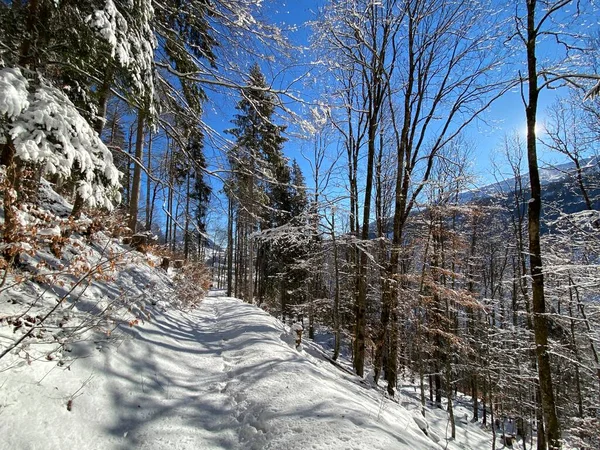 Alpine Forest Trails Typical Winter Environment Deep Fresh Snow Cover — Stock Photo, Image
