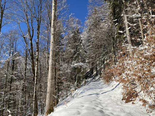 Alpine Forest Trails Typical Winter Environment Deep Fresh Snow Cover — Stock Photo, Image