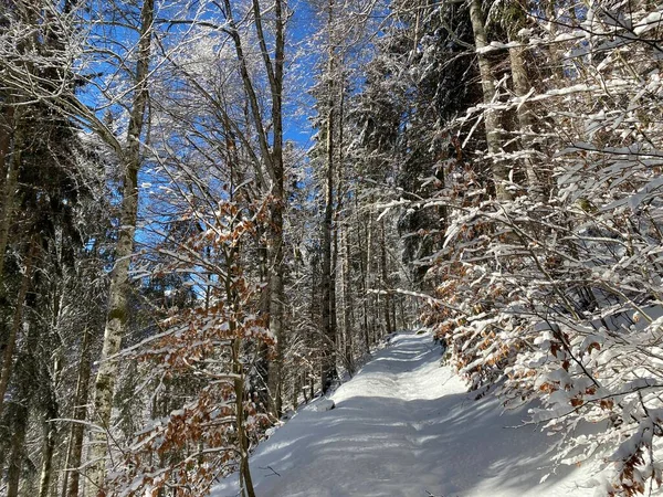 Alpine Waldwege Typischer Winterumgebung Und Unter Tiefer Neuschneedecke Alpsteinmassiv Und — Stockfoto