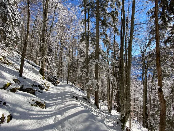 Sentiers Forêt Alpine Dans Environnement Hivernal Typique Sous Une Couche — Photo