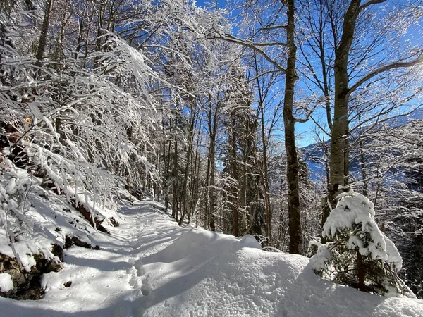 Sentiers Forêt Alpine Dans Environnement Hivernal Typique Sous Une Couche — Photo