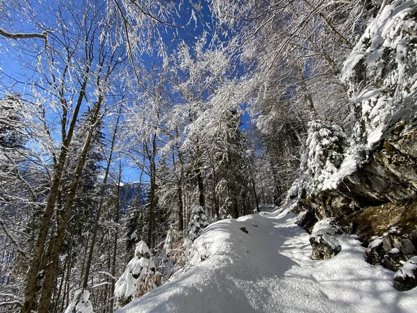 Sentieri Forestali Alpini Tipico Ambiente Invernale Sotto Neve Fresca Profonda — Foto Stock