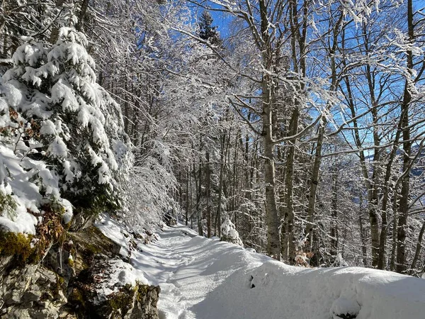 Sentieri Forestali Alpini Tipico Ambiente Invernale Sotto Neve Fresca Profonda — Foto Stock