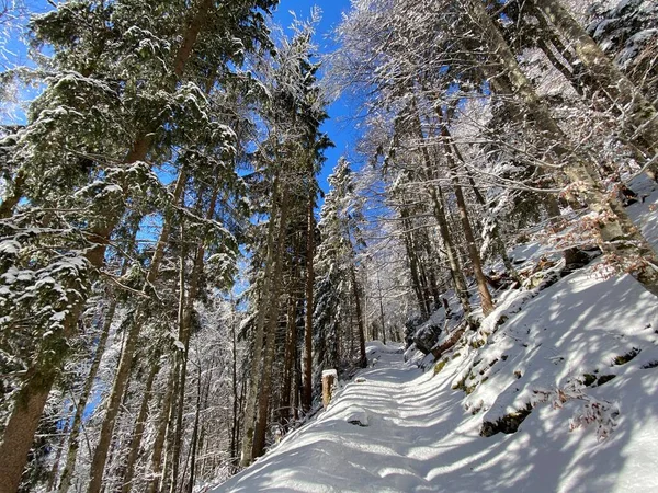 Sentiers Forêt Alpine Dans Environnement Hivernal Typique Sous Une Couche — Photo