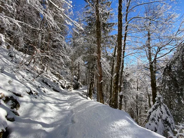 Sentiers Forêt Alpine Dans Environnement Hivernal Typique Sous Une Couche — Photo