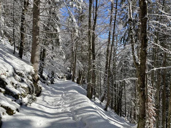 Sentiers Forêt Alpine Dans Environnement Hivernal Typique Sous Une Couche — Photo