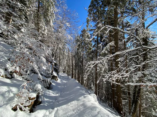 Alpine Forest Trails Typical Winter Environment Deep Fresh Snow Cover — Stock Photo, Image