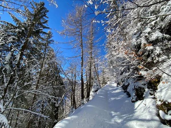 Sentiers Forêt Alpine Dans Environnement Hivernal Typique Sous Une Couche — Photo