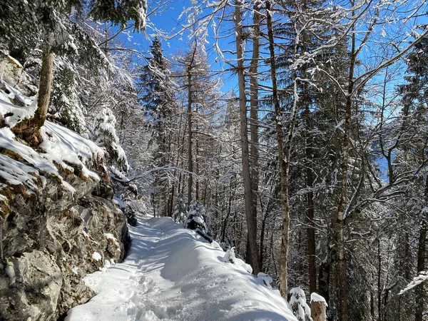 Sentiers Forêt Alpine Dans Environnement Hivernal Typique Sous Une Couche — Photo