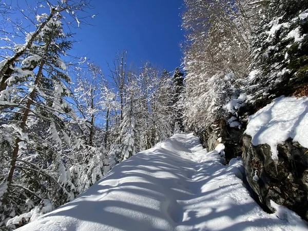 Alpine Forest Trails Typical Winter Environment Deep Fresh Snow Cover — Stock Photo, Image