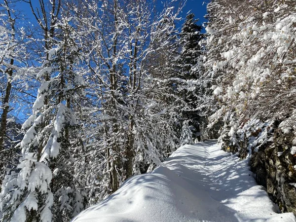 Sentiers Forêt Alpine Dans Environnement Hivernal Typique Sous Une Couche — Photo