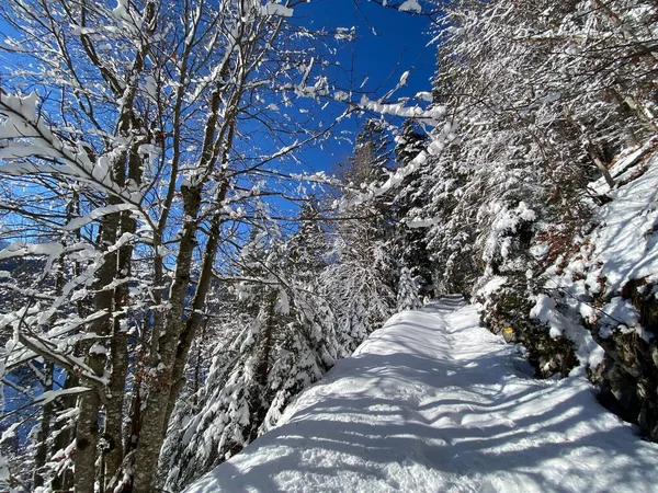 Sentiers Forêt Alpine Dans Environnement Hivernal Typique Sous Une Couche — Photo