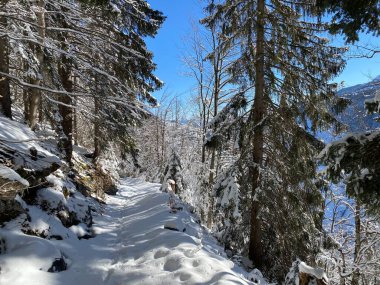 Alp ormanları tipik bir kış ortamı ve Alpstein dağları ve İsviçre Alpleri 'nde derin taze kar örtüsü altında yer alır - Alt St. Johann, İsviçre (Schweiz)