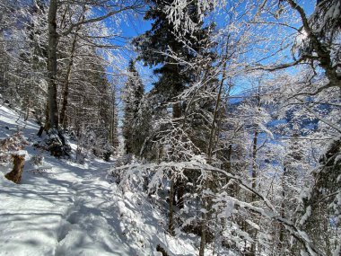 Alp ormanları tipik bir kış ortamı ve Alpstein dağları ve İsviçre Alpleri 'nde derin taze kar örtüsü altında yer alır - Alt St. Johann, İsviçre (Schweiz)