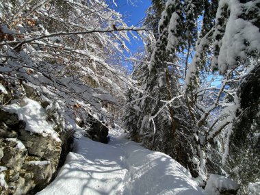 Alp ormanları tipik bir kış ortamı ve Alpstein dağları ve İsviçre Alpleri 'nde derin taze kar örtüsü altında yer alır - Alt St. Johann, İsviçre (Schweiz)