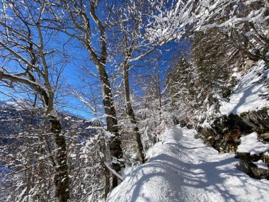 Alp ormanları tipik bir kış ortamı ve Alpstein dağları ve İsviçre Alpleri 'nde derin taze kar örtüsü altında yer alır - Alt St. Johann, İsviçre (Schweiz)
