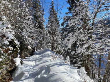 Alp ormanları tipik bir kış ortamı ve Alpstein dağları ve İsviçre Alpleri 'nde derin taze kar örtüsü altında yer alır - Alt St. Johann, İsviçre (Schweiz)