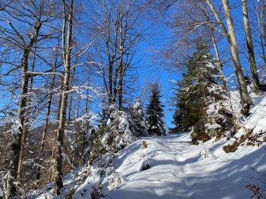 Alp ormanları tipik bir kış ortamı ve Alpstein dağları ve İsviçre Alpleri 'nde derin taze kar örtüsü altında yer alır - Alt St. Johann, İsviçre (Schweiz)