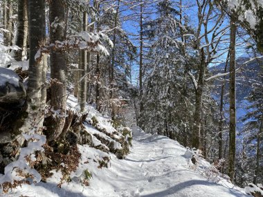 Alp ormanları tipik bir kış ortamı ve Alpstein dağları ve İsviçre Alpleri 'nde derin taze kar örtüsü altında yer alır - Alt St. Johann, İsviçre (Schweiz)