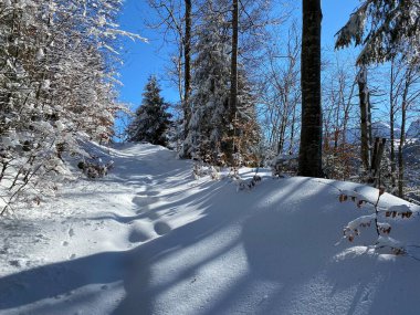 Alp ormanları tipik bir kış ortamı ve Alpstein dağları ve İsviçre Alpleri 'nde derin taze kar örtüsü altında yer alır - Alt St. Johann, İsviçre (Schweiz)