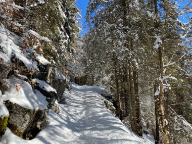 Alp ormanları tipik bir kış ortamı ve Alpstein dağları ve İsviçre Alpleri 'nde derin taze kar örtüsü altında yer alır - Alt St. Johann, İsviçre (Schweiz)