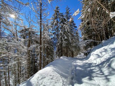 Alp ormanları tipik bir kış ortamı ve Alpstein dağları ve İsviçre Alpleri 'nde derin taze kar örtüsü altında yer alır - Alt St. Johann, İsviçre (Schweiz)