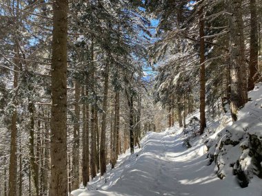 Alp ormanları tipik bir kış ortamı ve Alpstein dağları ve İsviçre Alpleri 'nde derin taze kar örtüsü altında yer alır - Alt St. Johann, İsviçre (Schweiz)
