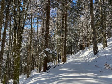 Alp ormanları tipik bir kış ortamı ve Alpstein dağları ve İsviçre Alpleri 'nde derin taze kar örtüsü altında yer alır - Alt St. Johann, İsviçre (Schweiz)
