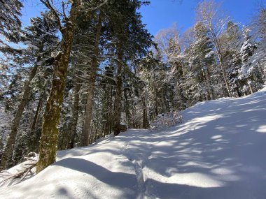 Alp ormanları tipik bir kış ortamı ve Alpstein dağları ve İsviçre Alpleri 'nde derin taze kar örtüsü altında yer alır - Alt St. Johann, İsviçre (Schweiz)
