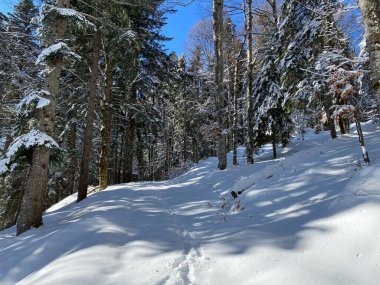 Alp ormanları tipik bir kış ortamı ve Alpstein dağları ve İsviçre Alpleri 'nde derin taze kar örtüsü altında yer alır - Alt St. Johann, İsviçre (Schweiz)