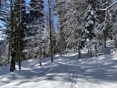 Alp ormanları tipik bir kış ortamı ve Alpstein dağları ve İsviçre Alpleri 'nde derin taze kar örtüsü altında yer alır - Alt St. Johann, İsviçre (Schweiz)