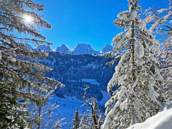 Pics Enneigés Chaîne Alpine Suisse Churfirsten Churfuersten Dans Massif Des — Photo