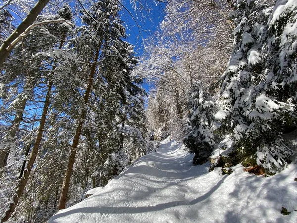 Sentiers Forêt Alpine Dans Environnement Hivernal Typique Sous Une Couche — Photo