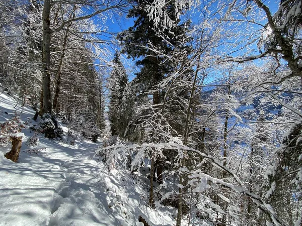 Sentiers Forêt Alpine Dans Environnement Hivernal Typique Sous Une Couche — Photo