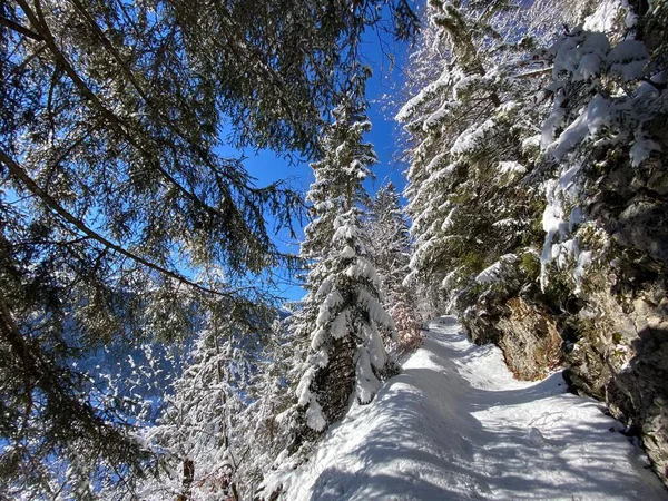 Alpine Forest Trails Typical Winter Environment Deep Fresh Snow Cover — Stock Photo, Image