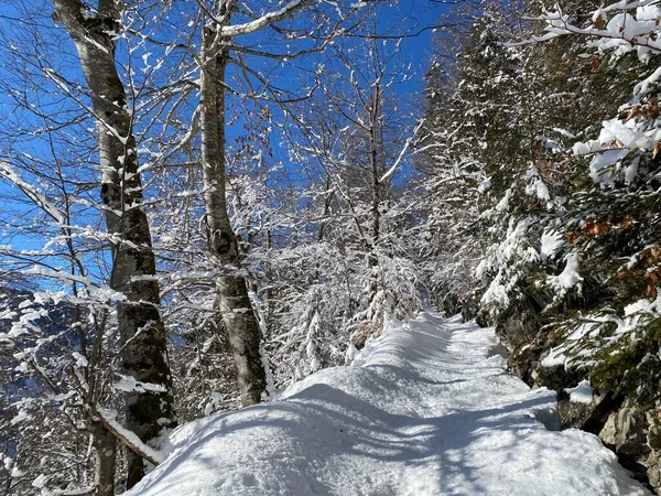 Sentiers Forêt Alpine Dans Environnement Hivernal Typique Sous Une Couche — Photo