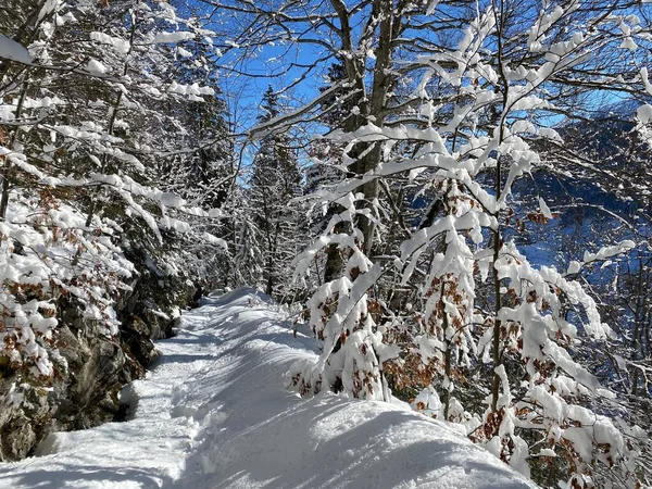 Альпійські Лісові Стежки Типовому Зимовому Середовищі Під Глибоким Свіжим Сніговим — стокове фото