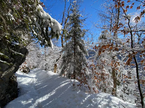 Sentiers Forêt Alpine Dans Environnement Hivernal Typique Sous Une Couche — Photo