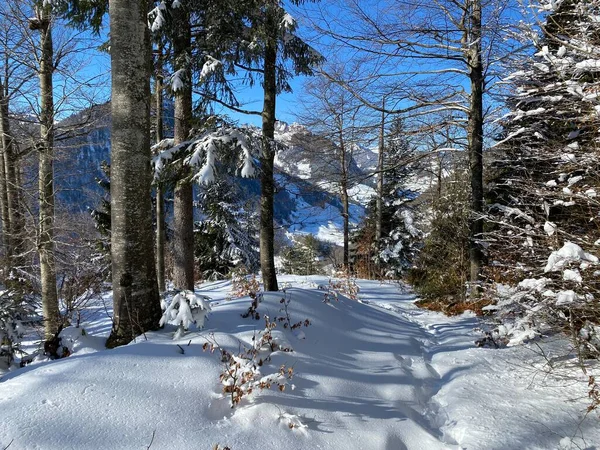 Sentiers Forêt Alpine Dans Environnement Hivernal Typique Sous Une Couche — Photo