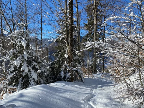 Alpine Waldwege Typischer Winterumgebung Und Unter Tiefer Neuschneedecke Alpsteinmassiv Und — Stockfoto