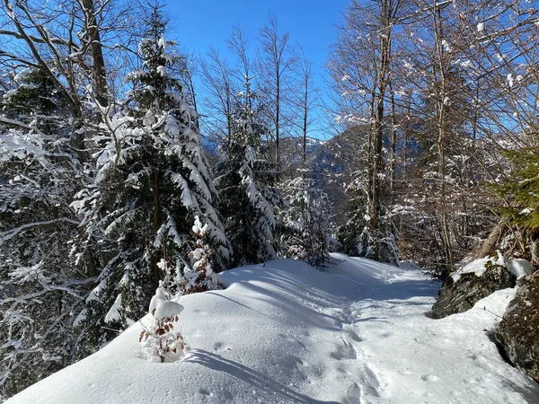 Alpine Forest Trails Typical Winter Environment Deep Fresh Snow Cover — Stock Photo, Image