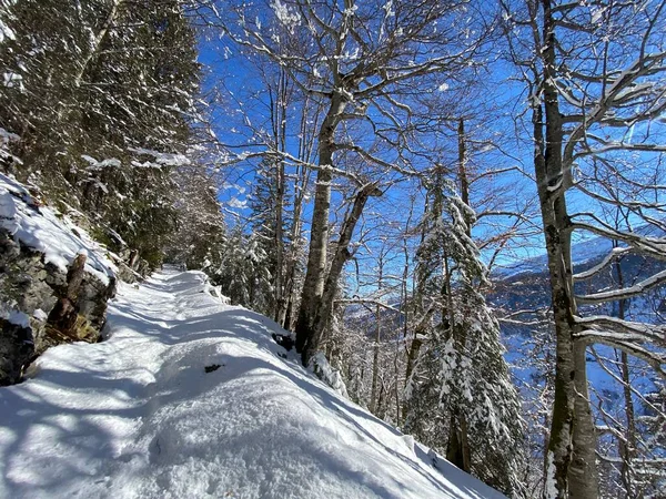 Sentiers Forêt Alpine Dans Environnement Hivernal Typique Sous Une Couche — Photo