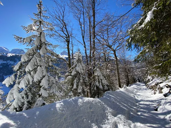 Sentiers Forêt Alpine Dans Environnement Hivernal Typique Sous Une Couche — Photo