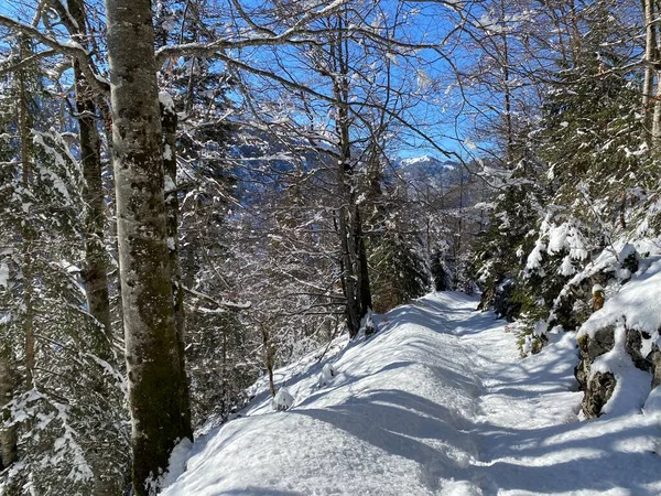 Sentiers Forêt Alpine Dans Environnement Hivernal Typique Sous Une Couche — Photo