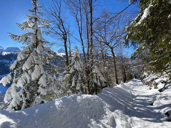 Szlaki Alpejskich Lasów Typowym Zimowym Środowisku Pod Głęboką Pokrywą Śnieżną — Zdjęcie stockowe