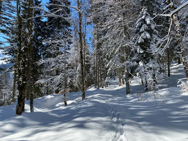 Senderos Forestales Alpinos Ambiente Típico Invierno Bajo Una Profunda Cubierta —  Fotos de Stock