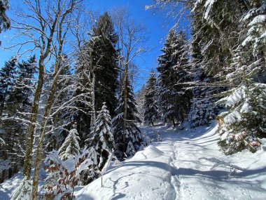 Alp ormanları tipik bir kış ortamı ve Alpstein dağları ve İsviçre Alpleri 'nde derin taze kar örtüsü altında yer alır - Alt St. Johann, İsviçre (Schweiz)